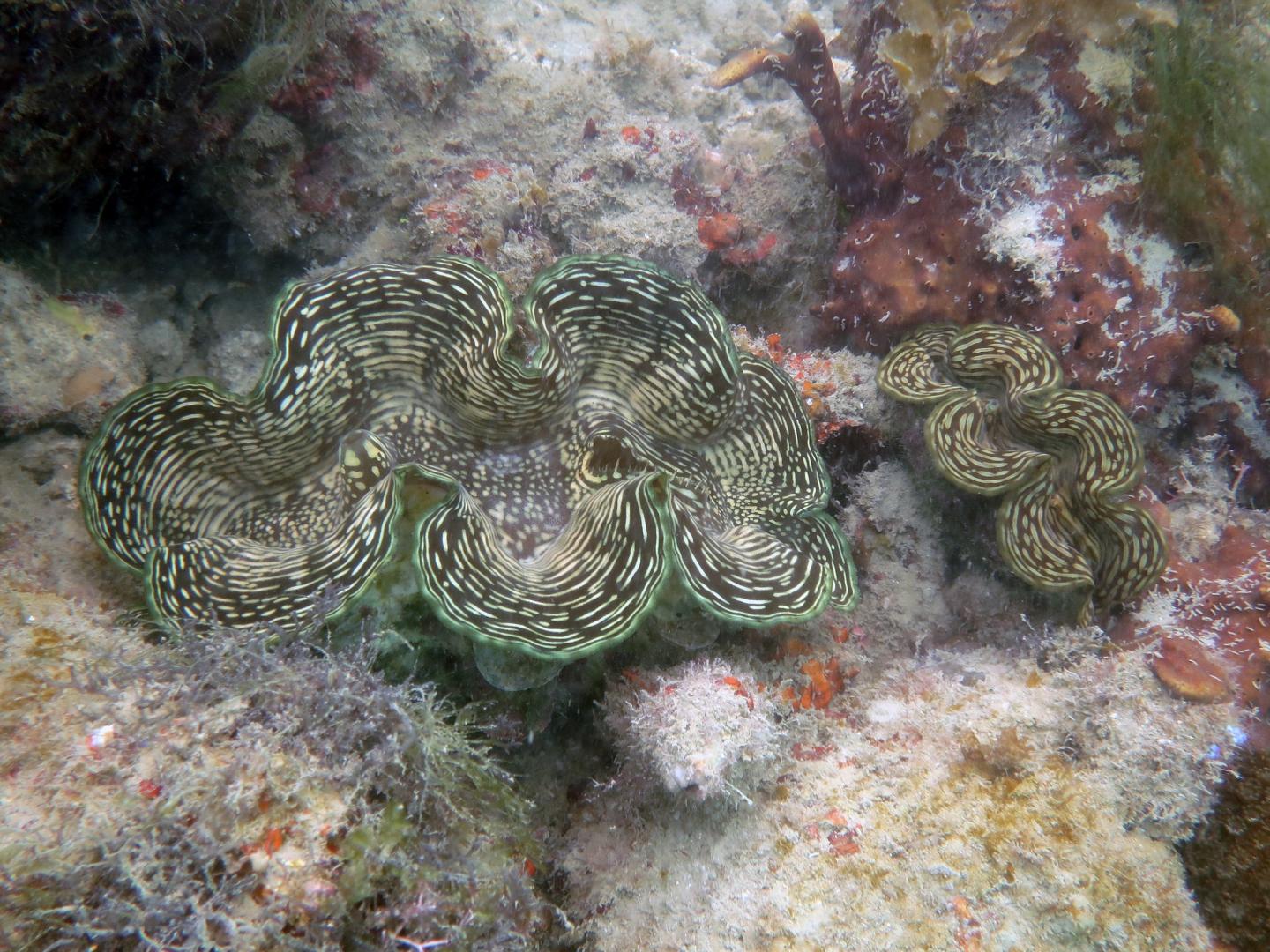 <i>Tridacna squamosa</i>