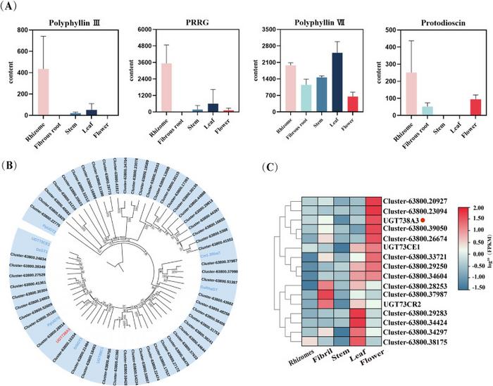 Figure 2. Screening of RhaGTs on the basis of metabolite content, gene annotation, and expression levels in distinct tissues of T. tschonoskii.
