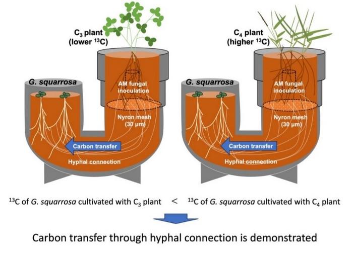 U-shaped Pot Cultivation Experimental System
