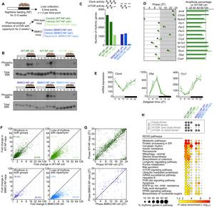 mTOR signaling