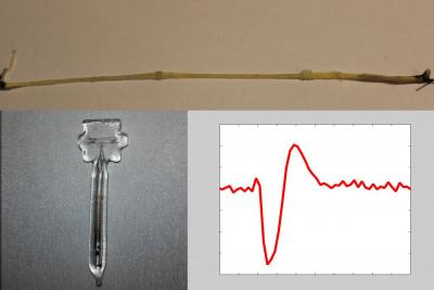 Nerve Signal Magnetometer
