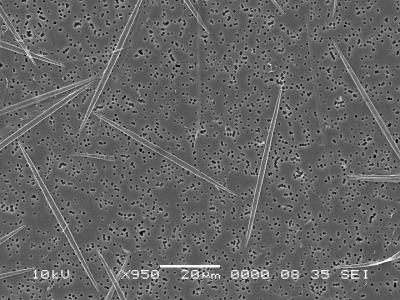 Phytoplankton: <I>Pseudo-nitzschia cuspidata</I>