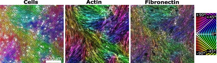 Cell and Matrix Alignment in Culture: Color-coded orientation maps of cultured muscle cells, actin filaments, and extra-cellular matrix (fibronectin).