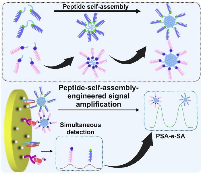 Peptide self-assembly-engineered signal amplification nanoarchitectonics for the simultaneous detection of dual disease biomarkers
