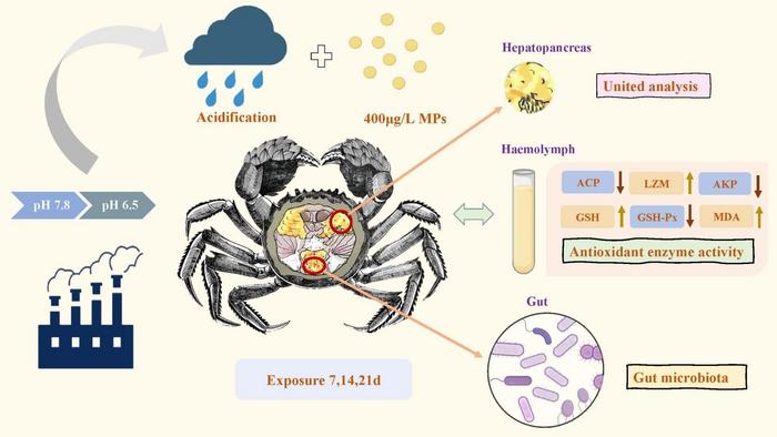 PHYSIOLOGICAL RESPONSES OF E. SINENSIS TO ACIDIFICATION-MICROPLASTICS CO-EXPOSURE