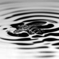 Honeybee Locomotion 