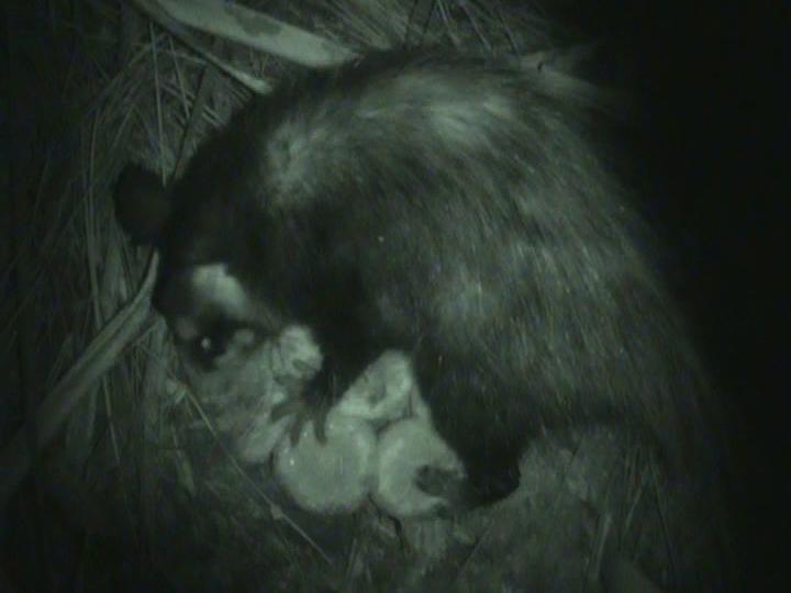 Pollinating Opossum