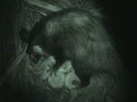 Pollinating Opossum