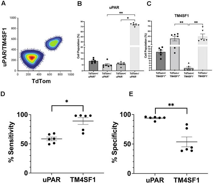 TM4SF1 is a surface marker of senescent pancreatic β-cells
