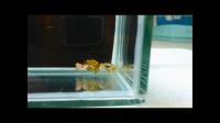 Fight and Theft of Anemone Between Crabs of Different Sizes