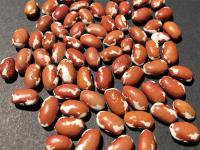 UC Sunrise Seeds
