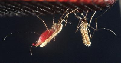Mosquito Bites