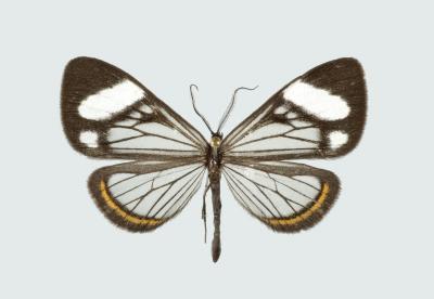 <i>Dioptis uniguttata</i>