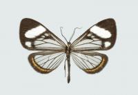 <i>Dioptis uniguttata</i>
