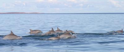 Dolphins