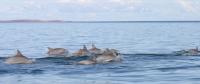 Dolphins