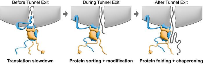 NAC at different stages of protein synthesis