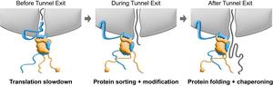 NAC at different stages of protein synthesis