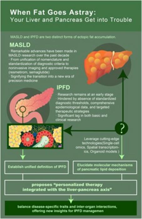 Understanding and treating fat accumulation in the liver and pancreas