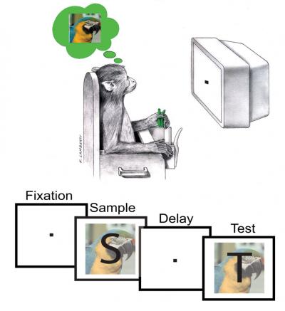 Memory Task