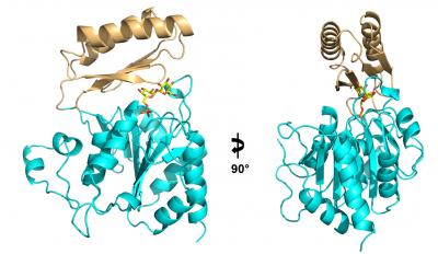 Ribbon Diagram