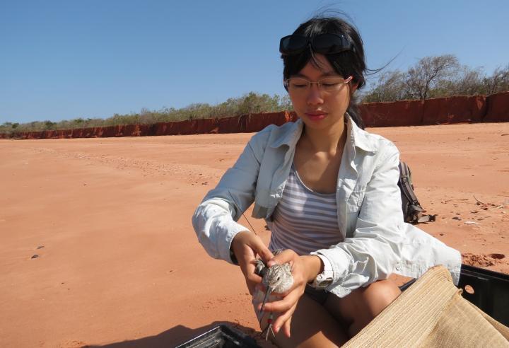 Yin chi Chan releasing tagged great knots.