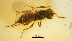 Avispa atrapada