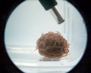 Unraveling the mathematics behind wiggly worm knots