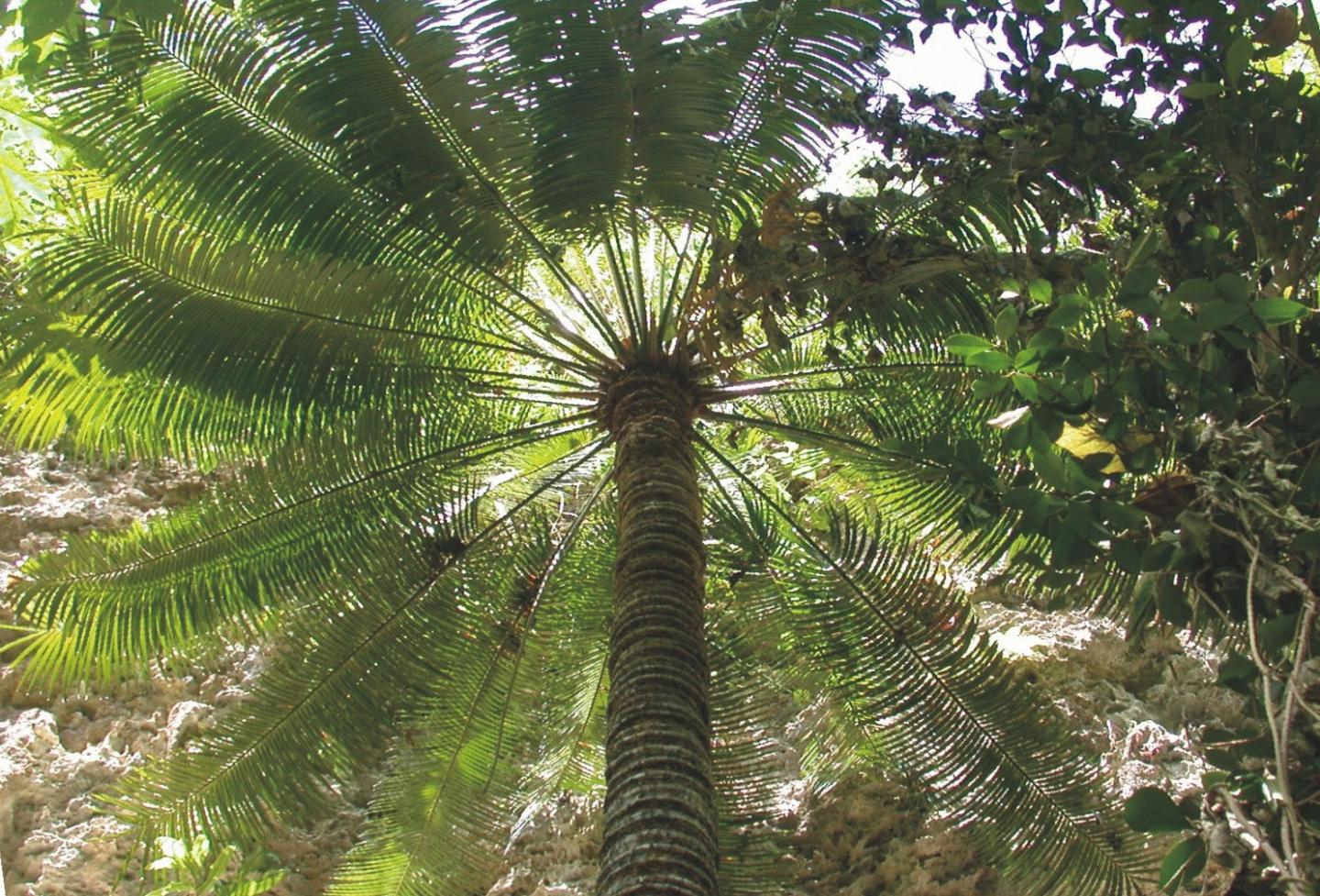 Mature <i>Cycas micronesica</i>