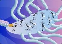 Map of basal ganglia outputs