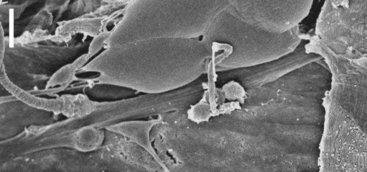 A Sensory Functional unit of <i>Drosophila</i>