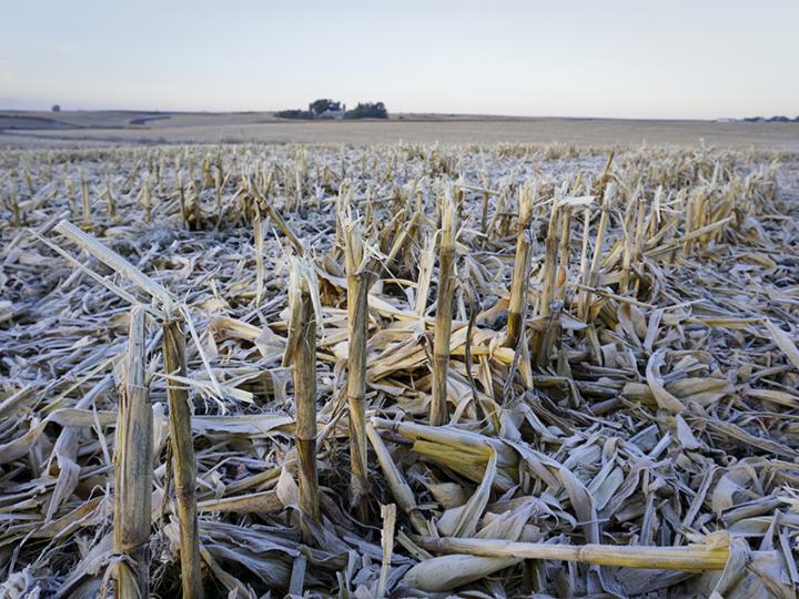 Corn Residue