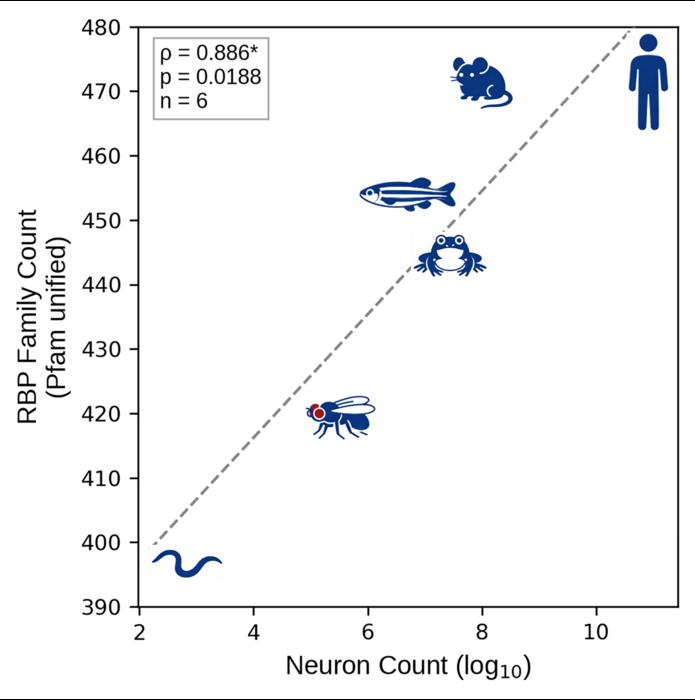 RBP diversity–brain complexity relationship study