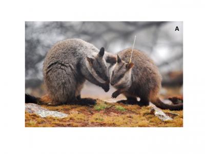 Wild Brush-Tailed Rock-Wallaby