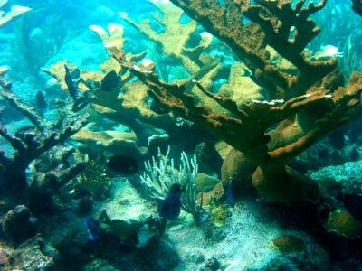 Corals (1 of 2)