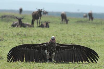 Vulture
