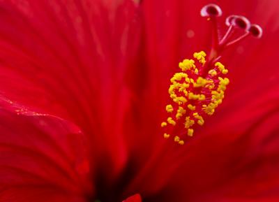 Precision Pollination