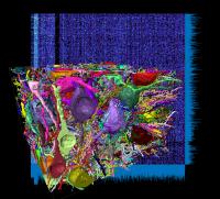 Cortical Connectome