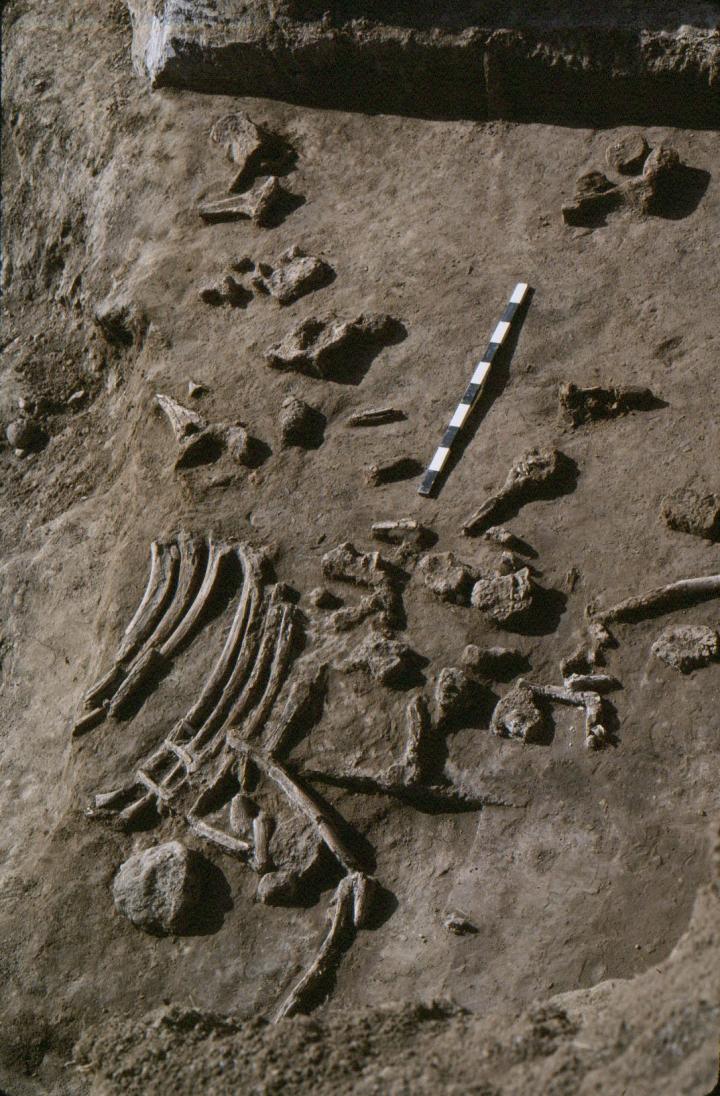 Mammoth Bones
