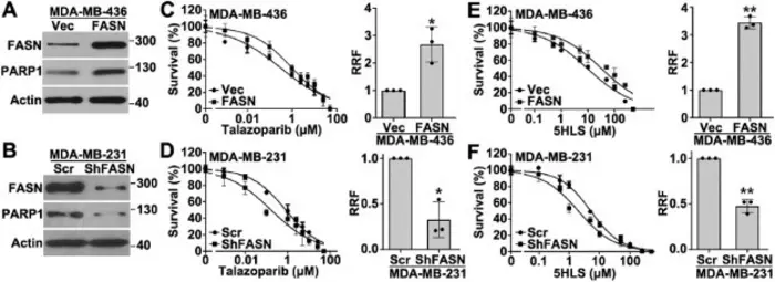FASN's contribution to PARPi resistance.