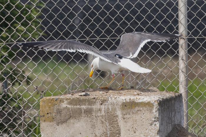 Lesser black-backed gull with gps transmitter