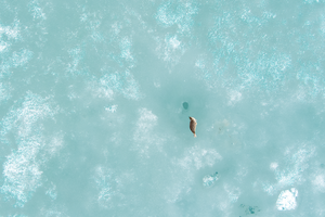 Ringed seal next to its breathing hole on the fast ice of St. Jonsfjorden, Svalbard