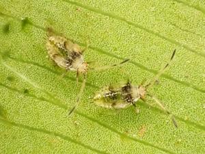 Omoplax desecta (nymph)
