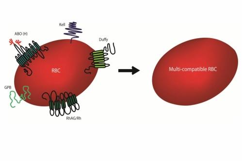 Gene-edited Red Blood Cells