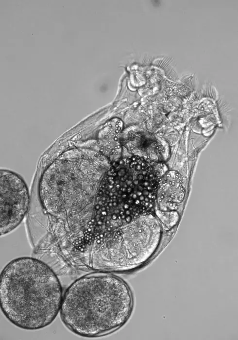 Female Brachionus manjavacas rotifer and offspring. Image credit: Emily Corey
