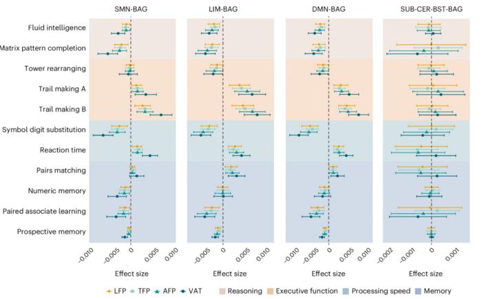 PolyU research reveals fat distribution as key to brain health, with visceral fat accumulation significantly accelerating brain ageing and showing much stronger association than BMI