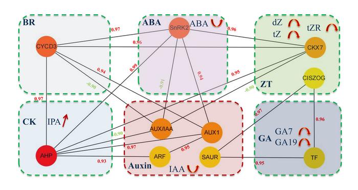 Researchers Uncover the Molecular Switches That Control Bud Elongation