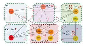 Researchers Uncover the Molecular Switches That Control Bud Elongation