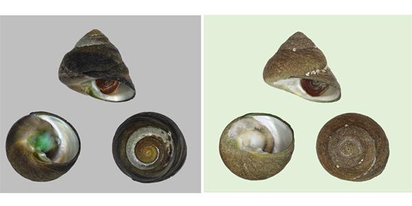 The Edible Marine Snail Now Contains A New Species