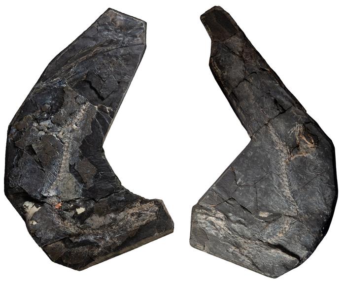 Westlothiana fossil
